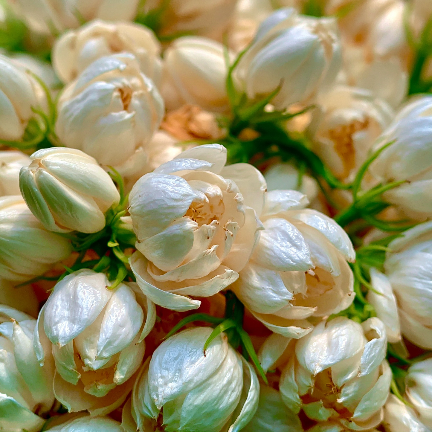 Grandiflore - Jasmine Fruity