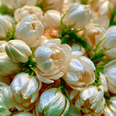 Grandiflore - Jasmine Fruity