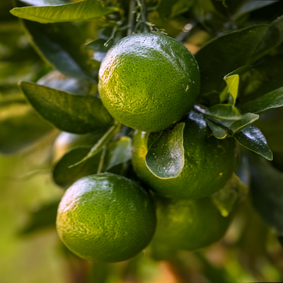 Green Mandarin EO - Brazil - Robertet