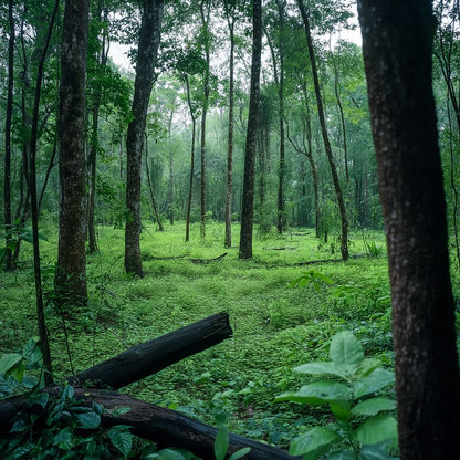 Green Gyrinops Oud Oil (Sri Lanka)
