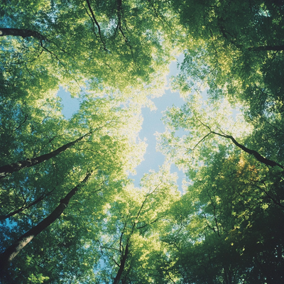 Hinoki Leaf Oil