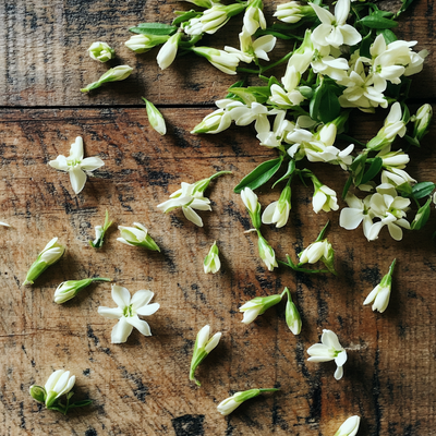 Jasmine Petals Essential Oil - Night Jasmine type (India)