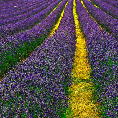 Lavender CO2 Organic Extract