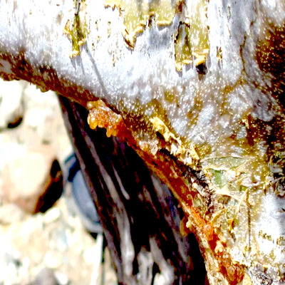 Myrrh Essential Oil
