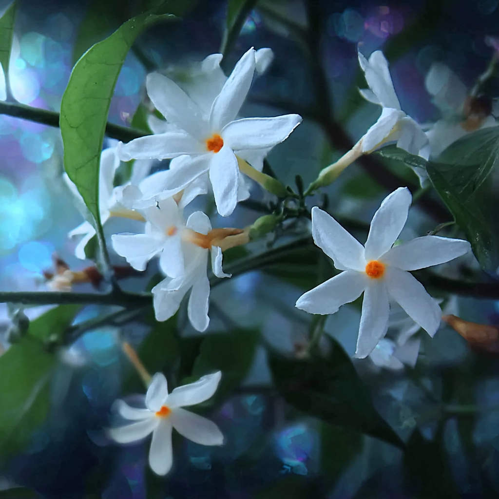 Night Jasmine Oil Co2 (India)
