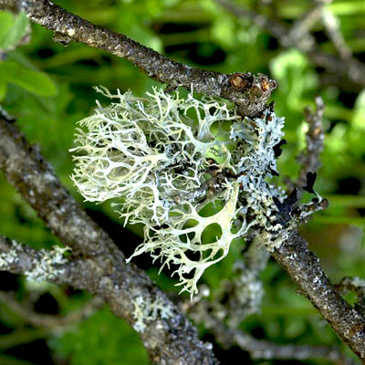 Oakmoss Absolute