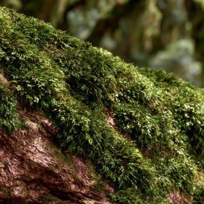 Oakmossarome - Synarome - Mossy