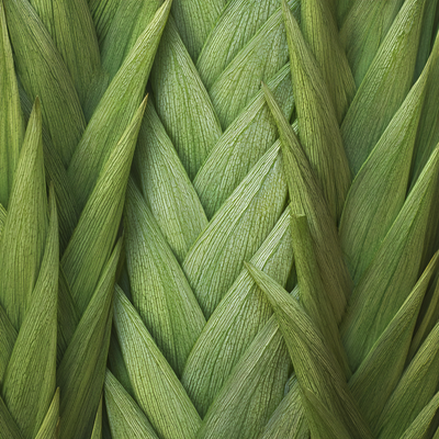 Fresh Pandan Leaves Absolute 30% (Vietnam)