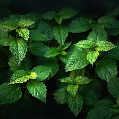 Patchouli Terpenes (Haiti)