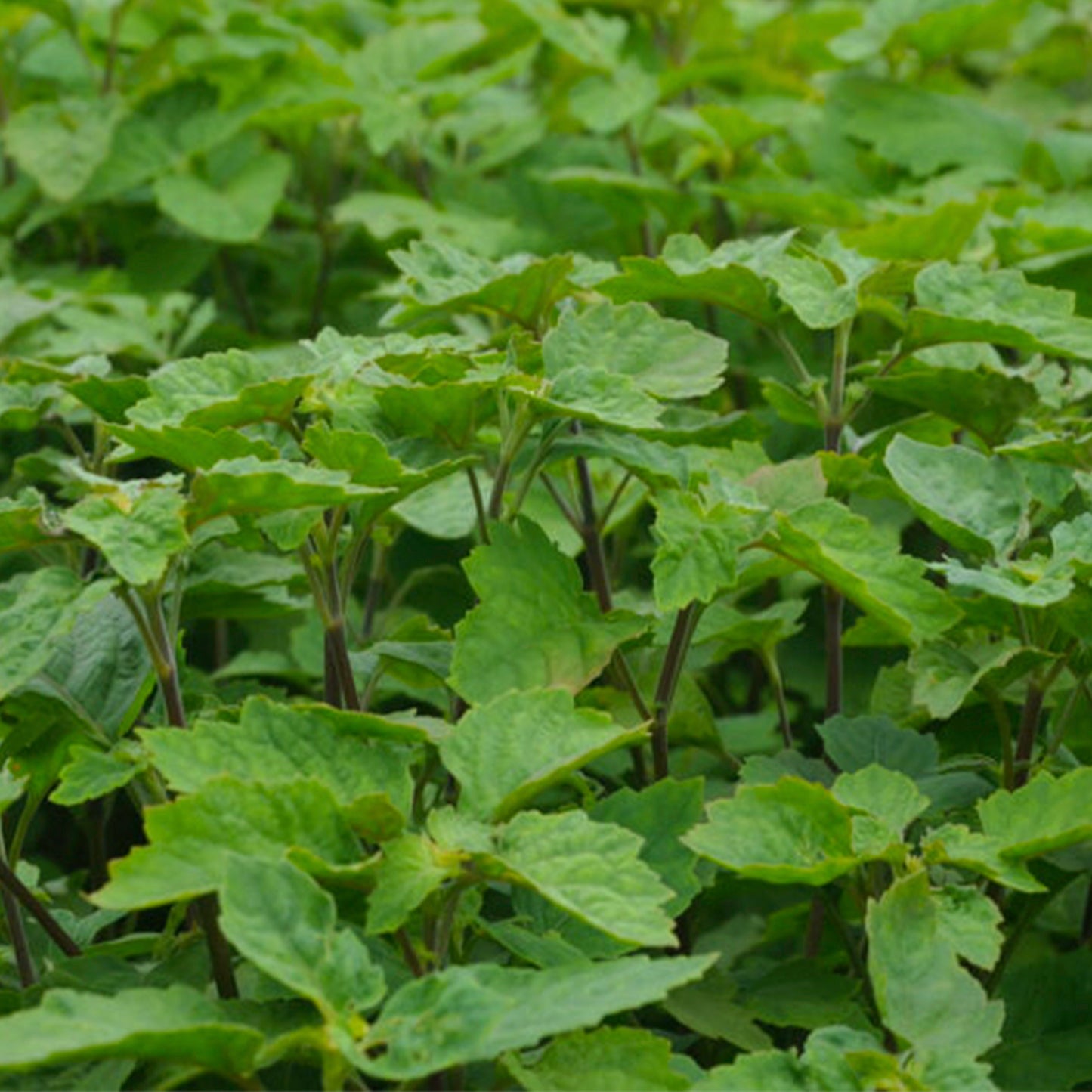 Premium Patchouli Essential Oil - Dark 5 years aged
