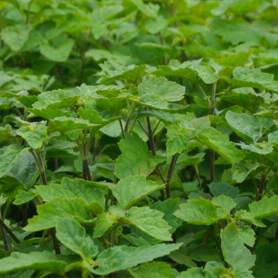Premium Patchouli Essential Oil - Dark 5 years aged