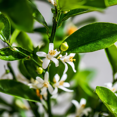 Petitgrain Terpeneless Oil – LMR Naturals - Leafy Orange Blossom