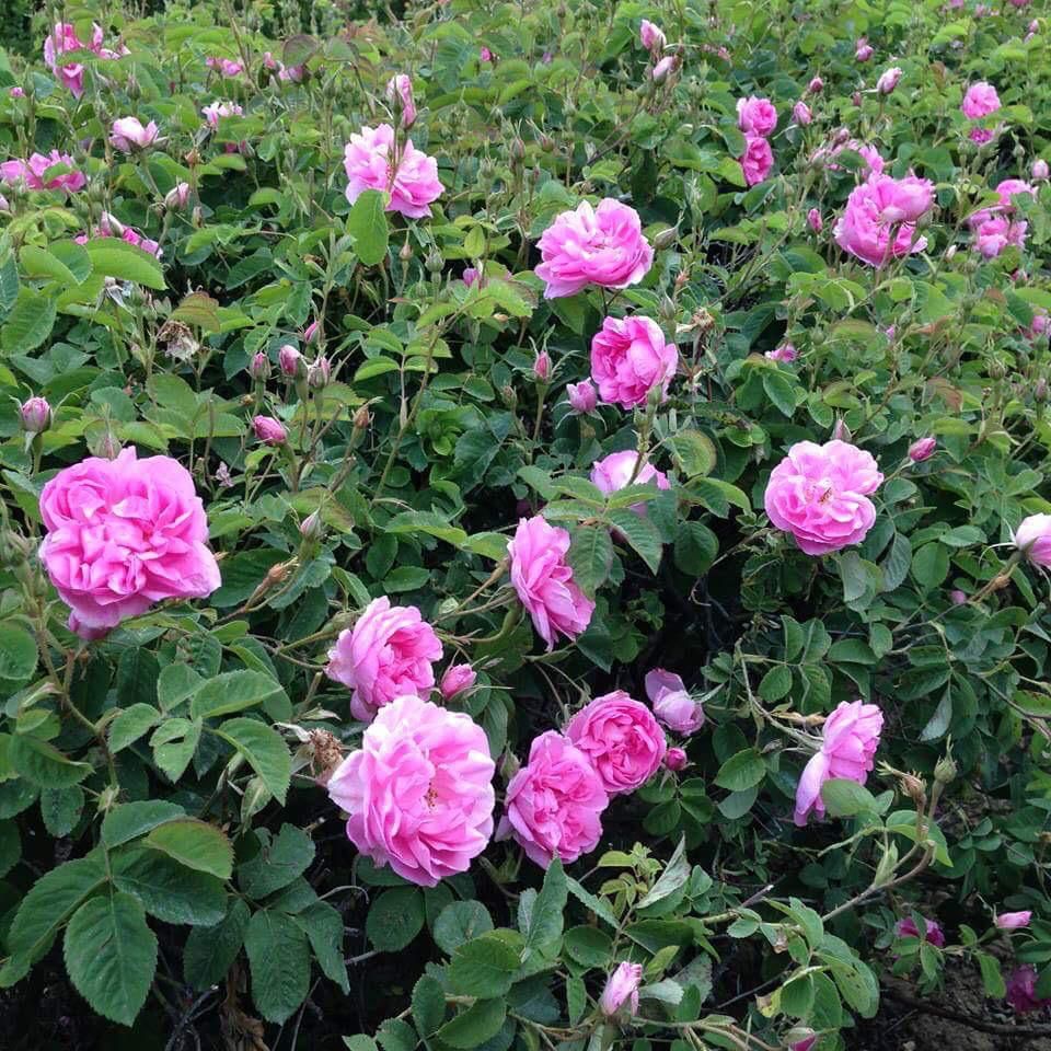 Premium Indian Pink Rose flowers blooming naturally among lush green foliage.
