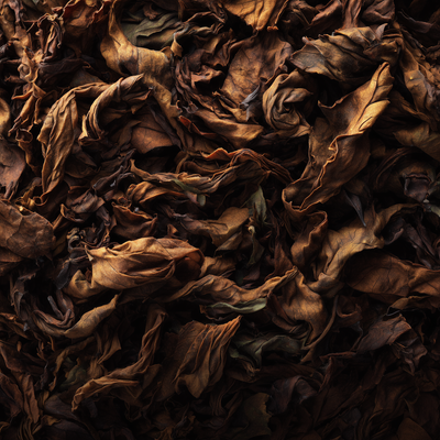 Roasted Mate Absolute - Brazil