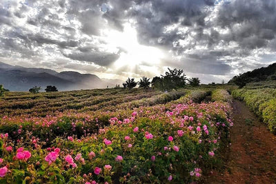 Isparta Mountain Rose Otto