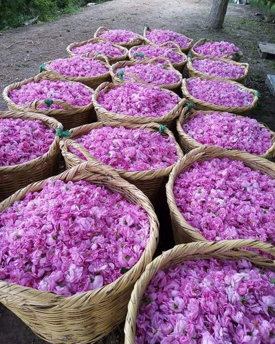 Premium Rose Absolute (Turkey)