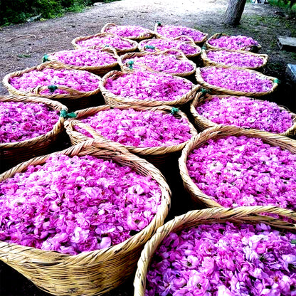 Premium Rose Oil Otto - Rosa damascena Miller