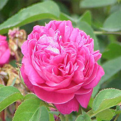 Rose de Mai Absolute