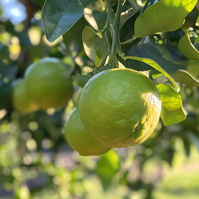 Bergamot Essential Oil