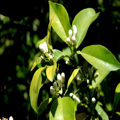 Petitgrain Essential Oil
