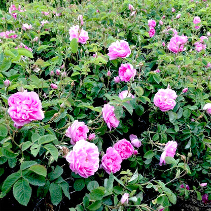 Premium Rose Oil Otto - Rosa damascena Miller