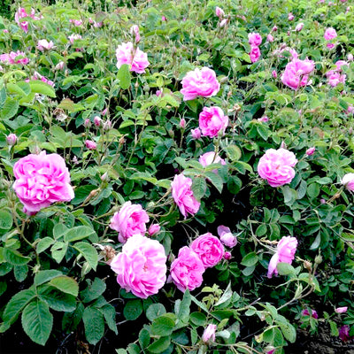 Premium Rose Oil Otto