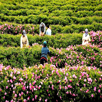 Premium Rose Oil Otto - Rosa damascena Miller