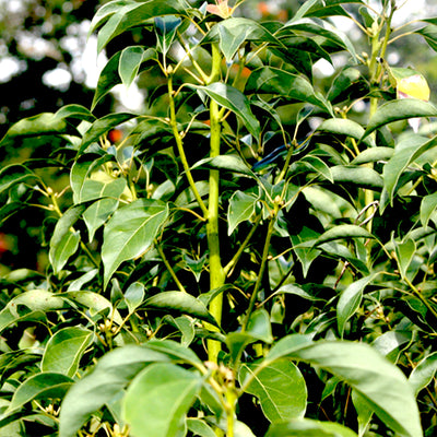 Ravintsara Essential Oil