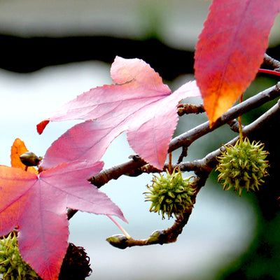 Styrax Resinoid