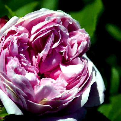 Rose Absolute Select Grade (Turkey)