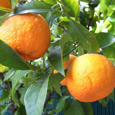 Bitter Orange Essential Oil