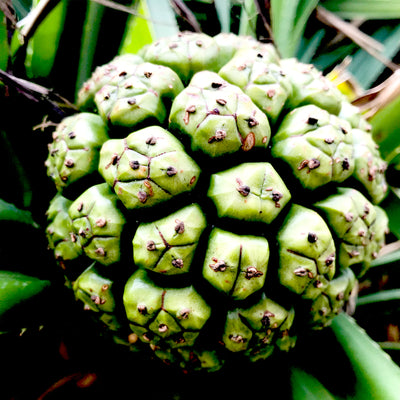Kewra Essential Oil