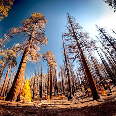 Wild Cedarwood Tar