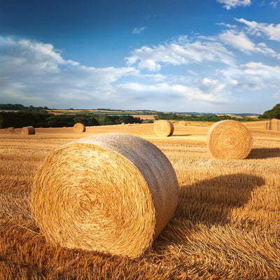 Hay Absolute
