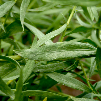Tarragon Essential Oil