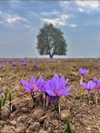 Saffron Absolute CO2 Extract in PG