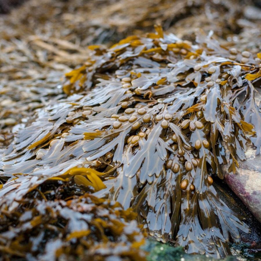 Close-up of natural brown and olive-green seaweed with delicate branching fronds and small air bladders resting on wet coastal rocks, highlighting the fresh, salty, oceanic, marine and herbaceous aroma of Seaweed Absolute MD, a specialty natural perfumery ingredient.