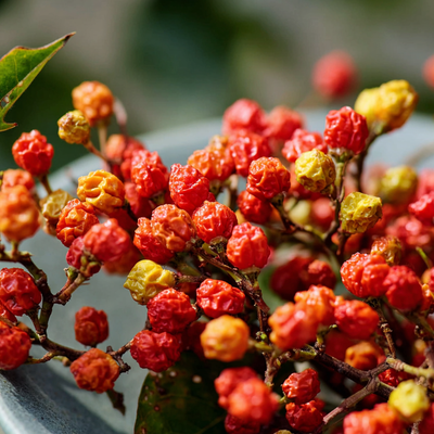 Sichuan Pepper Absolute CO2