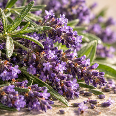 Terpinyl Acetate Extra – Sweet Lavender