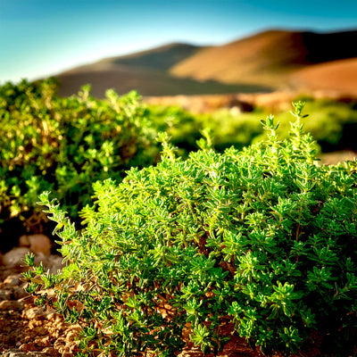 Thyme Absolute
