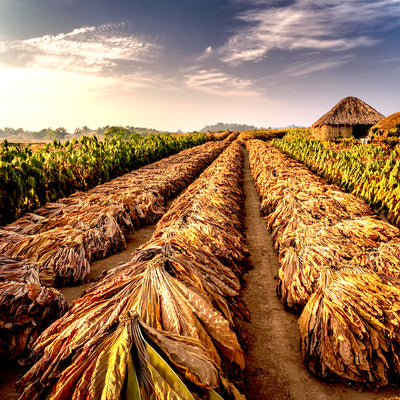 Tobacco Absolute