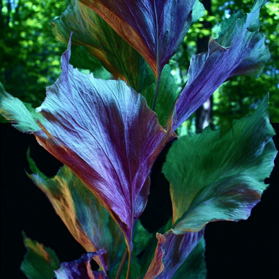 Tulipifera Leaves Absolute