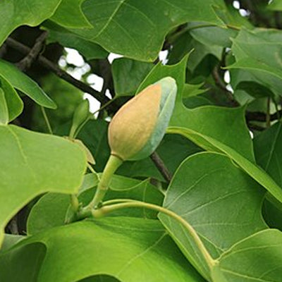 Tulipifera Leaves Absolute