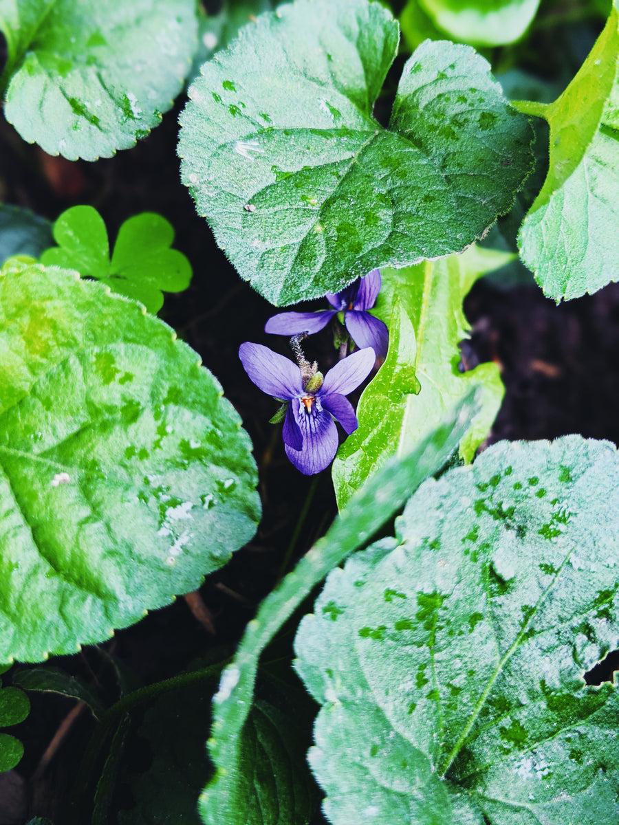 Undecavertol – Givaudan - Fresh Green Violet Leaf