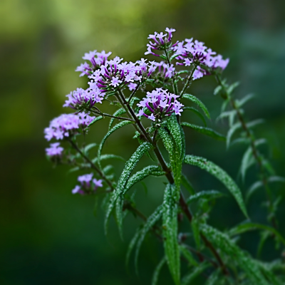 Verbena Essential Oil