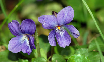 Violet Leaf Absolute