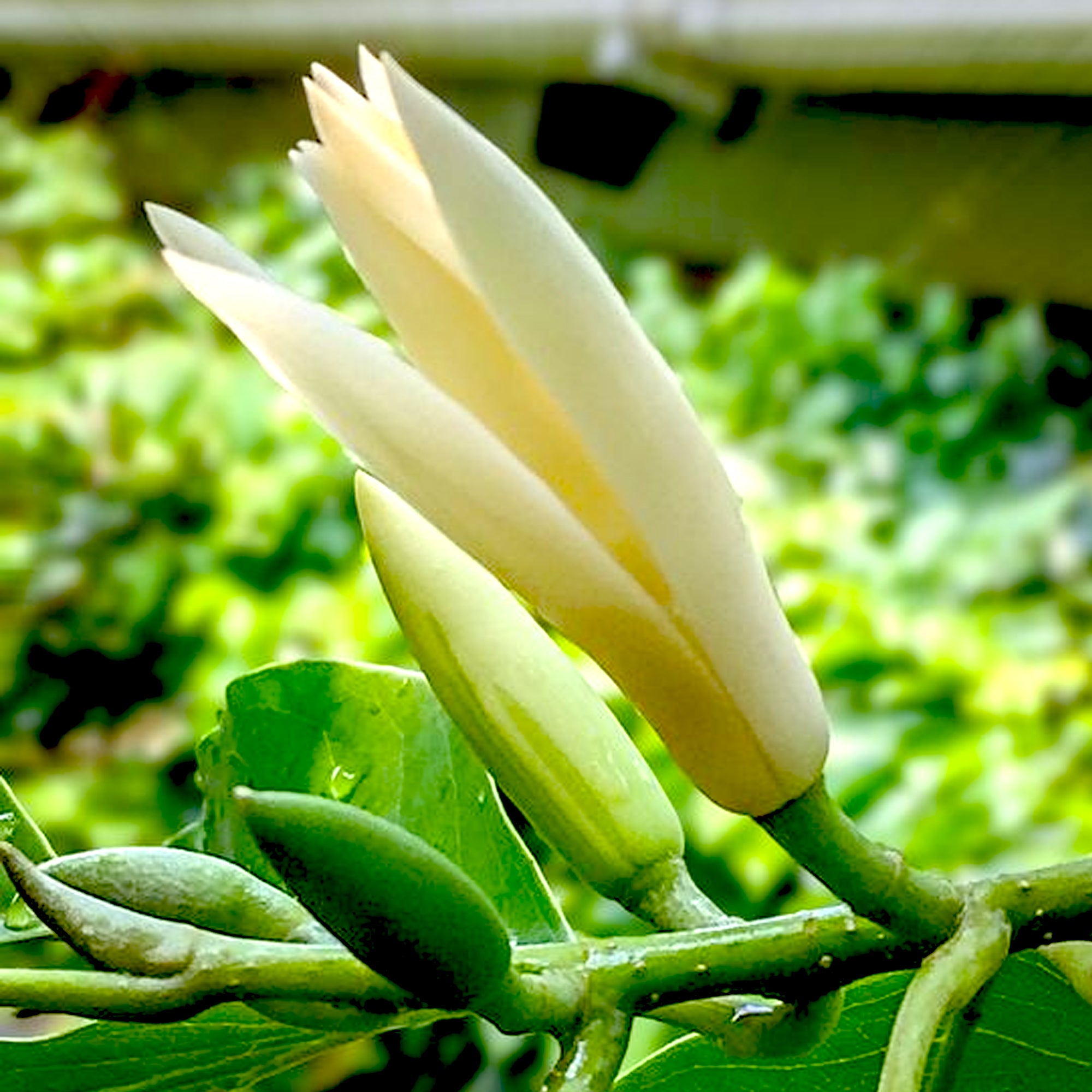 White Champaca Absolute – Aromology