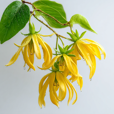 Ylang Oil Fractions - Farnesene