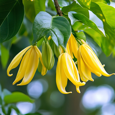 Ylang Ylang Essential Oil Extra CO2