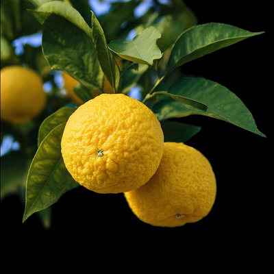 Yuzu Essential Oil - Japan